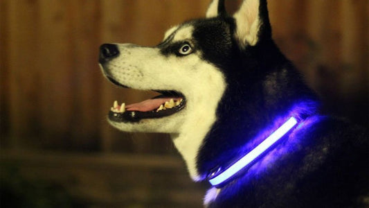 Light-Up LED Dog Collar | Rechargeable Glow Safety Collar for Night Walks lifestyle product image