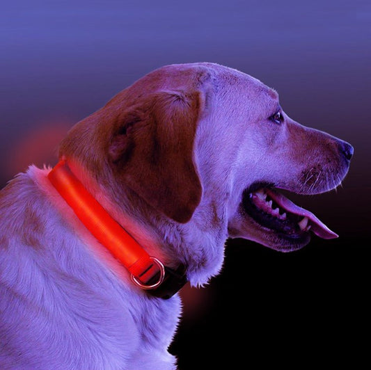 Light-Up LED Dog Collar | Rechargeable Glow Safety Collar for Night Walks
