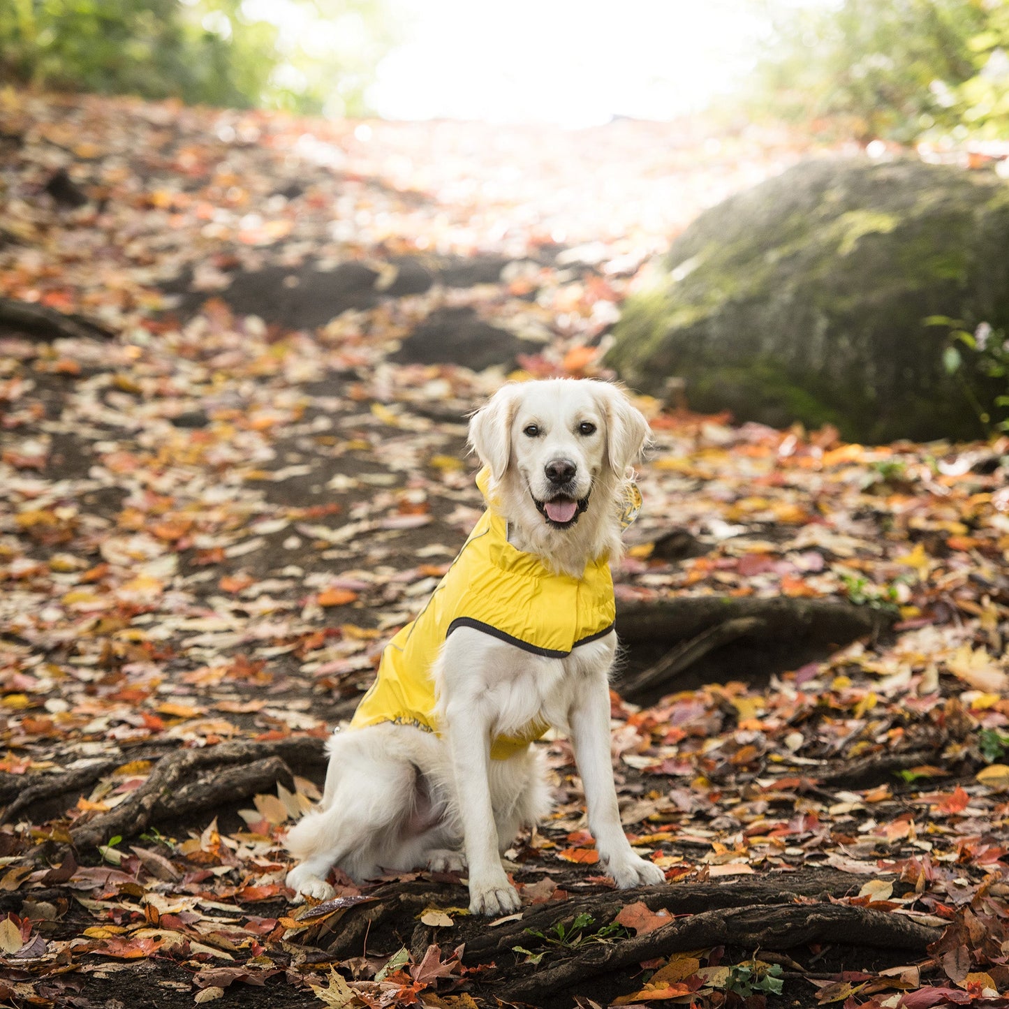 Waterproof Dog Raincoat with Hood – Reversible Reflective Pet Jacket lifestyle product image